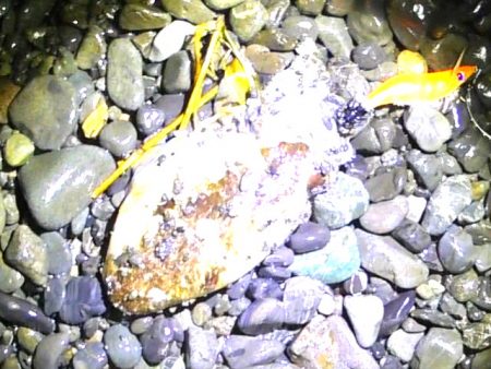 石津浜コウイカエギング、その後湾内に移動太刀魚釣り